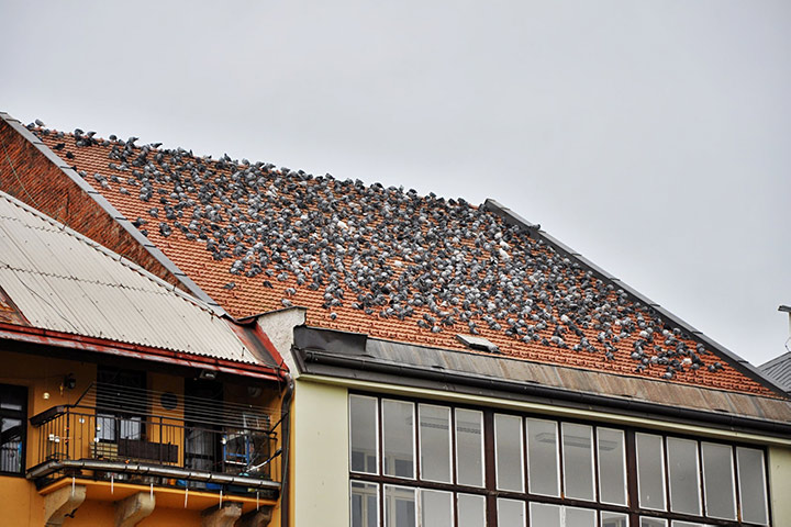 A2B Pest Control are able to install spikes to deter birds from roofs in Fortis Green. 