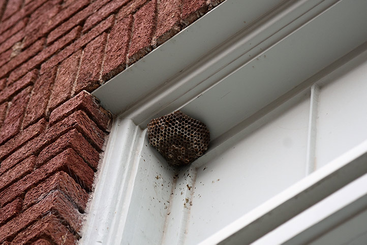 We provide a wasp nest removal service for domestic and commercial properties in Fortis Green.